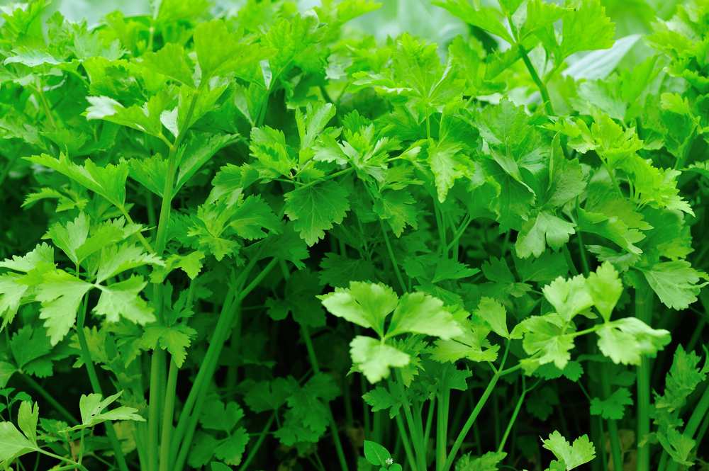 celery leaves